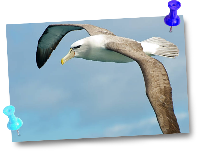 Albatross