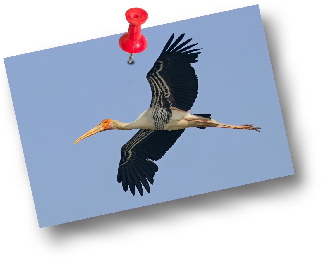 Stork